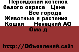 Персидский котенок белого окраса › Цена ­ 35 000 - Все города Животные и растения » Кошки   . Ненецкий АО,Ома д.